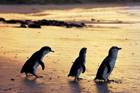 Phillip Island Penguin And Wildlife Tour - Holiday Adelaide 13