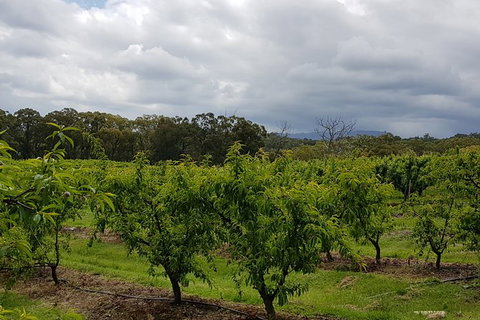 Day Tour Of Yarra Valley Puffing Billy And Rayners Orchard - Holiday Adelaide 42