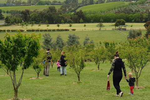 Day Tour Of Yarra Valley Puffing Billy And Rayners Orchard - Holiday Adelaide 36