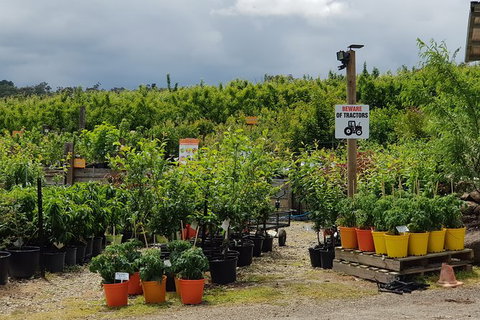 Day Tour Of Yarra Valley Puffing Billy And Rayners Orchard - Holiday Adelaide 46