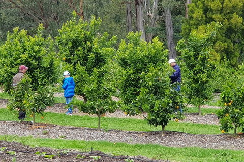 Day Tour Of Yarra Valley Puffing Billy And Rayners Orchard - Holiday Adelaide 1