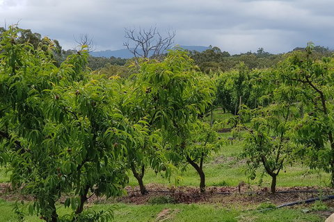 Day Tour Of Yarra Valley Puffing Billy And Rayners Orchard - Holiday Adelaide 41
