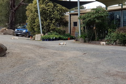 Day Tour Of Yarra Valley Puffing Billy And Rayners Orchard - Holiday Adelaide 26