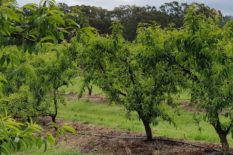 Day Tour Of Yarra Valley Puffing Billy And Rayners Orchard - Holiday Adelaide 49