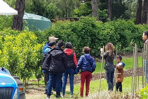 Day Tour Of Yarra Valley Puffing Billy And Rayners Orchard - Holiday Adelaide 16