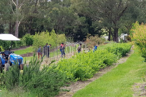 Day Tour Of Yarra Valley Puffing Billy And Rayners Orchard - Holiday Adelaide 29