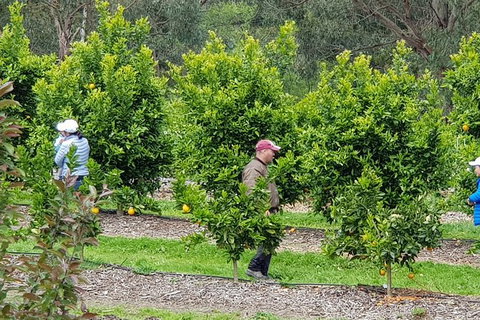 Day Tour Of Yarra Valley Puffing Billy And Rayners Orchard - Holiday Adelaide 34