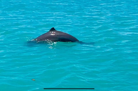 Scenic And Prehistoric Boat Tour - Holiday Adelaide 23