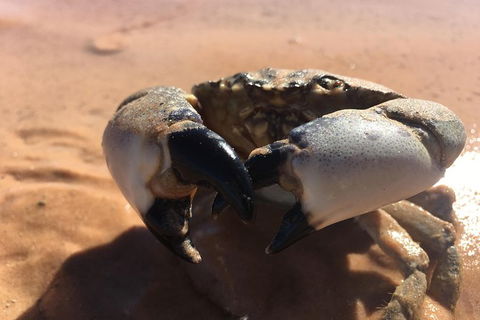 Scenic And Prehistoric Boat Tour - Holiday Adelaide 14