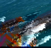 AOC Broome Whale Watching - Holiday Adelaide
