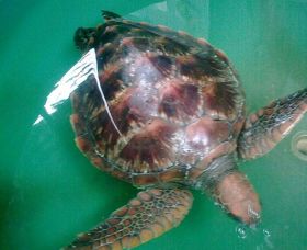 Australian Seabird Rescue - Holiday Adelaide 0