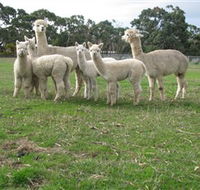 Blackgate Lodge Alpaca Stud - Holiday Adelaide