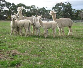 Blackgate Lodge Alpaca Stud - Holiday Adelaide 0