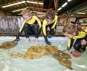Australian Shark And Ray Centre - Holiday Adelaide 0