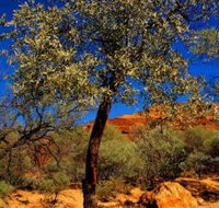 Mt Romance Australia Pty Ltd - Holiday Adelaide