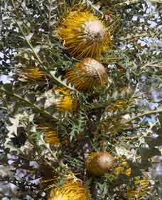 Hillside WA Holiday Adelaide