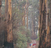 Beedelup National Park - Holiday Adelaide