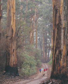 Beedelup National Park - Holiday Adelaide 0