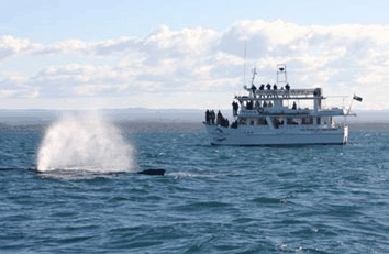 Dolphin Watch Cruises - Holiday Adelaide