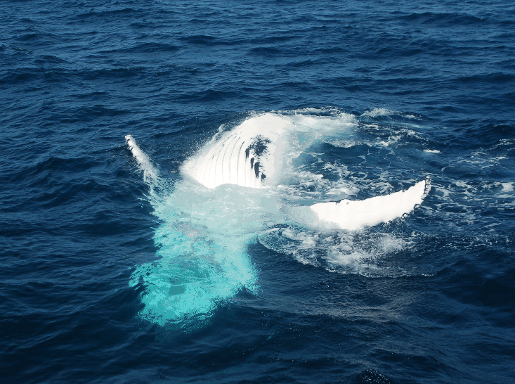 Dolphin Wild Cruises - Holiday Adelaide