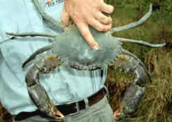 Whitsunday Crocodile Safari - Holiday Adelaide 0