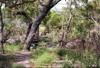 Cooktown Aboriginal Art Tours - Holiday Adelaide 2