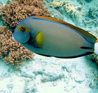 Illusions - Holiday Adelaide