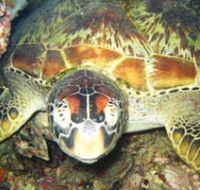 Adrenalin Snorkel and Dive - Holiday Adelaide