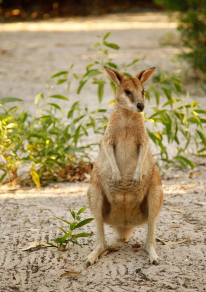 An Island Hideaway - Holiday Adelaide 4