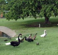 Anzac Park and Ululah Lagoon - Holiday Adelaide