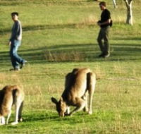 Araucaria Ecotours - Holiday Adelaide