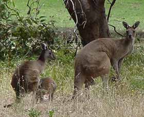 Capel Golf Club - Holiday Adelaide 2