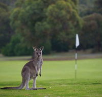 Anglesea Golf Club - Holiday Adelaide