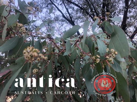 Antica Australis - Winter Fire Festival - Holiday Adelaide 0