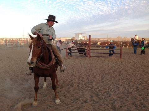 Birdsville Campdraft,  Rodeo And Bronco Branding - Holiday Adelaide 1