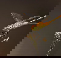 Dragonfly Discovery - Holiday Adelaide