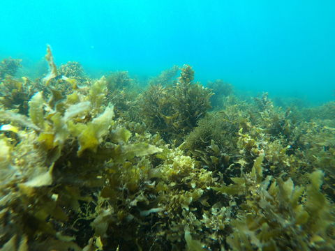 Recovery Of The Great Barrier Reef Expedition - Holiday Adelaide 2