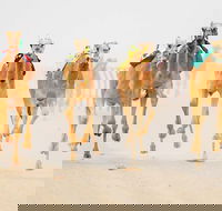 The Quirindi Camel Cup - Holiday Adelaide