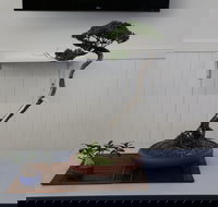 Wauchope Bonsai Workshop Group - Holiday Adelaide