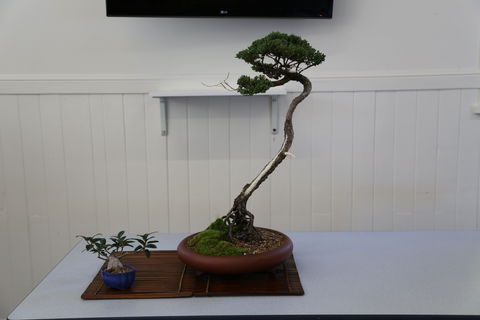 Wauchope Bonsai Workshop Group - Holiday Adelaide 0