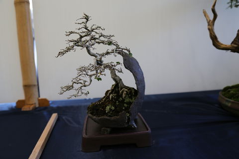 Wauchope Bonsai Workshop Group - Holiday Adelaide 1