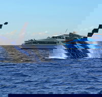 Whale Watching Cruises - Holiday Adelaide