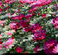 2020 Woolmers Estate Festival of Roses - Holiday Adelaide