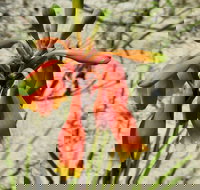 Australian flora past present and future - Holiday Adelaide