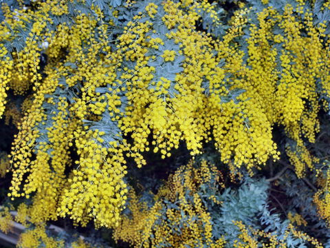 Australian Wattle Day @ The Old Bus Depot Markets - Holiday Adelaide 0