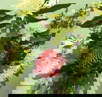 Blackheath Flower and Craft Show - Holiday Adelaide