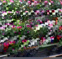 Culburra Beach Monthly Markets - Holiday Adelaide