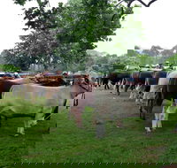 Dorrigo Agricultural Show - Holiday Adelaide