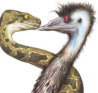 Edward The Emu - Holiday Adelaide