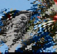 Esperance Wildflower Festival - Holiday Adelaide